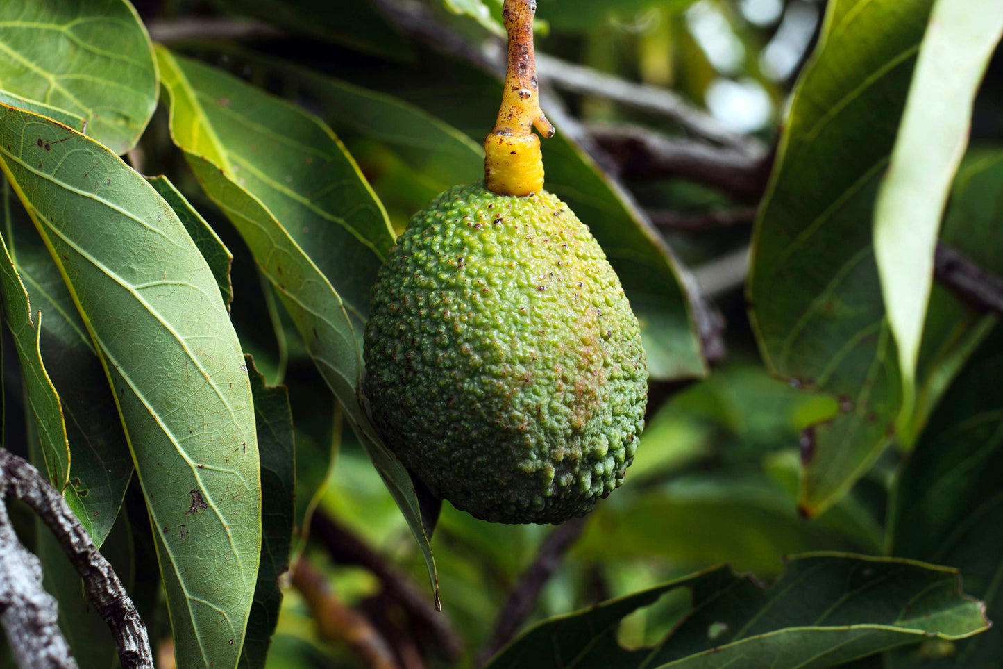 12 Large Hass Avocados - Farmers Dozen