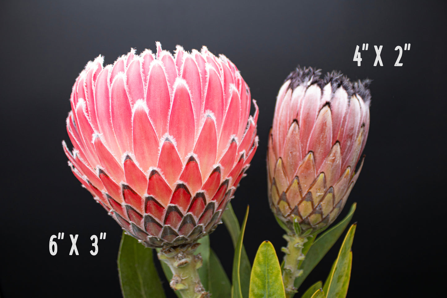 4 Long Stem Empress Protea
