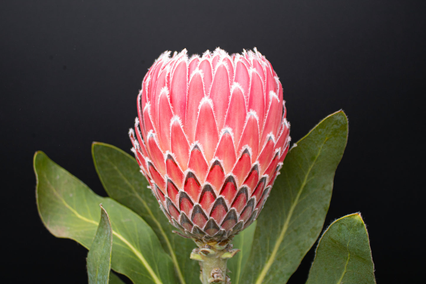 4 Long Stem Empress Protea
