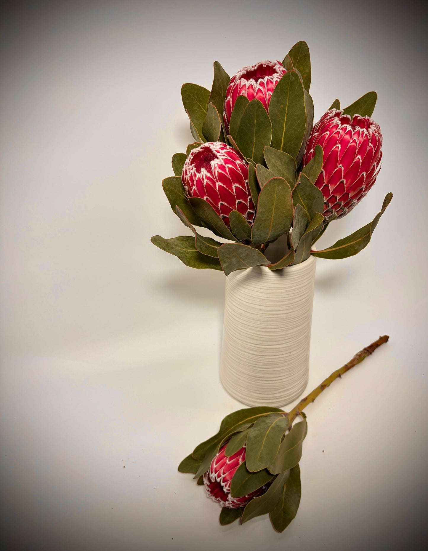 4 Long Stem Empress Protea