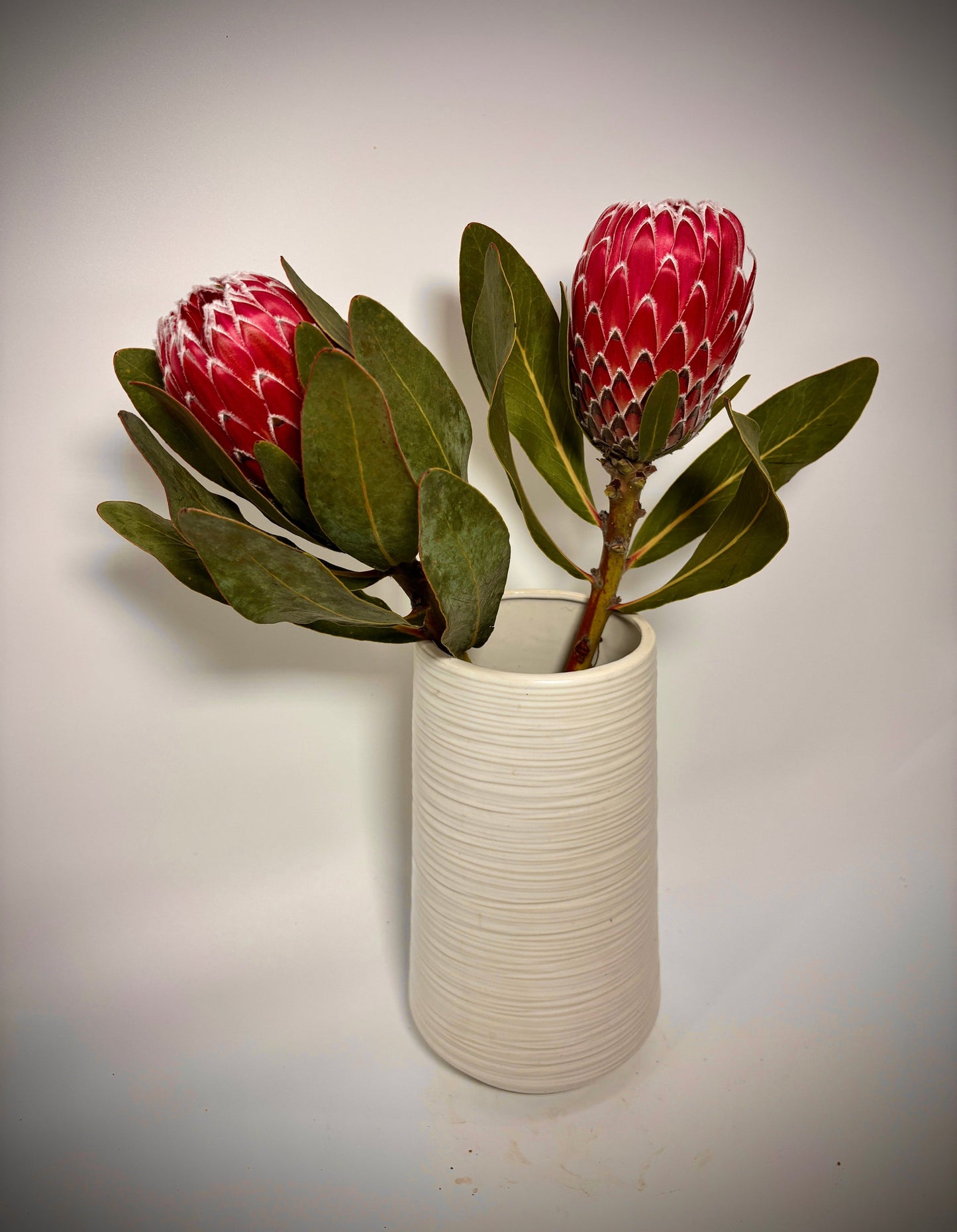 2 Long Stem Empress Protea