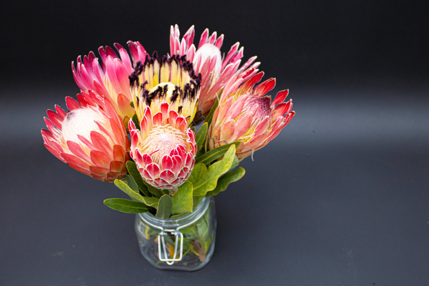 Protea Flowers, 6 Assorted Long Stem Protea