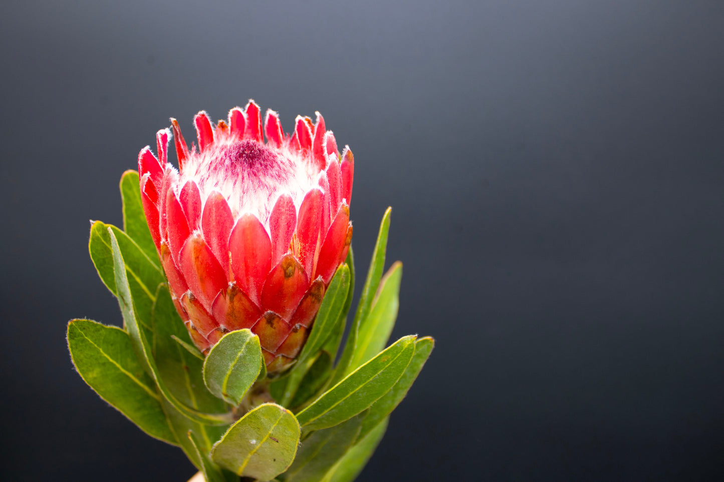 Protea Flowers, 4 Stems